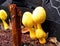 Yellow flowerpot parasol mushroom in flowerpot