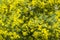 Yellow flowers of acacia dealbata, silver, blue wattle, mimosa t