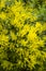 Yellow flowers of acacia dealbata, silver, blue wattle, mimosa t