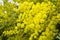 Yellow flowers of acacia dealbata, silver, blue wattle, mimosa t