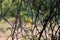 Yellow flowers of the acacia tree.