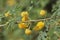 Yellow flowers of acacia tree (acacia nilotica)