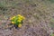 Yellow flowers adonis vernalis with green leaves