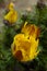 Yellow flowers adonis vernalis grow in the spring garden close u