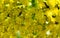 yellow flowers of aeonium undulatum