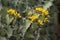 Yellow flowers of aeuphorbia caerulescens bush