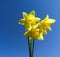 Yellow flowers against the blue sky. Blue sky and yellow daffodils. Three yellow daffodils against the sky.