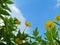 Yellow flowers against the blue sky. Look below. Natural floral background