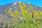 Yellow flowers against peack of Teide