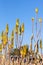 Yellow flowers of aloe vera against blue sky