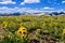 Yellow flowers in alpine meadows and snowy mountains on Independence Pass.