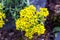 Yellow flowers Alyssum obovatum in garden