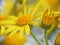Yellow flowers of Anthemis tinctoria