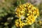 Yellow flowers in Archa-kanysh valley, Pamir-alay,