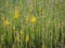 Yellow flowers of the arrow-jointed broom Genista sagittalis