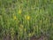 Yellow flowers of the arrow-jointed broom Genista sagittalis