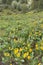 Yellow flowers of arrowleaf balsamroot growing on forested hillside