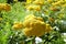 Yellow flowers of asteraceae achillea distans in the garden