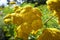 Yellow flowers of asteraceae achillea distans in the garden