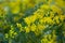 Yellow flowers of the australian acacia cultriformis