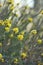 Yellow flowers of the Australian native Heath Phyllota, Phyllota phylicoides, family Fabaceae