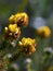 Yellow flowers of the Australian native Heath Phyllota, Phyllota phylicoides, family Fabaceae, growing in Sydney woodland