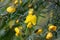 Yellow flowers of the Australian native Large Wedge Pea, Gompholobium grandiflorum