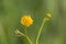 Yellow flowers on background of green leaves.