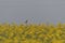 Yellow flowers on background of green leaves.