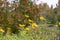 Yellow flowers on a background of red rowan bunches. Yellowed autumn foliage