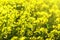 Yellow flowers of Barbarea vulgaris Herb barbara, winter cress or yellow rocket. Close-up