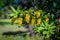 Yellow flowers of barberries Ilicifolia on bush