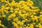 Yellow flowers of Basket-of-gold plant or Aurinia saxatilis syn. Alyssum saxatile