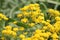 Yellow flowers of Basket-of-gold plant or Aurinia saxatilis syn. Alyssum saxatile