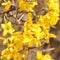 Yellow flowers. beautiful forsythia bush bloom