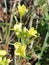 Yellow flowers so beautiful neture plant