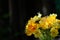 Yellow flowers are beautifully arranged in beautiful flower vases and sunlight.