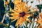 yellow flowers with a bee on them in the r.ays of the setting sun. A bee sits on a yellow daisy in a field