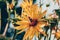 yellow flowers with a bee on them in the rays of the setting. sun. A bee sits on a yellow daisy in a field