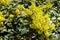 Yellow flowers of Berberis aquifolium borne in dense clusters