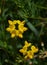 The yellow flowers of birdsfoot trefoil