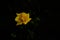 The yellow flowers and black background set off a quiet atmosphere!