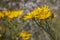 Yellow flowers of Black-bracted Hawkweed close up