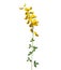 Yellow flowers of black broom, Lembotropis nigricans