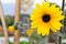 Yellow flowers, Black Eyed Susan or rudbeckia flower