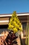 Yellow flowers bloom on Aeonium arboreum