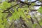 Yellow flowers bloom on maple in spring.