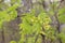 Yellow flowers bloom on maple in spring.