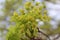 Yellow flowers bloom on maple in spring.