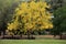 Yellow flowers in bloom summer. Golden shower tree.